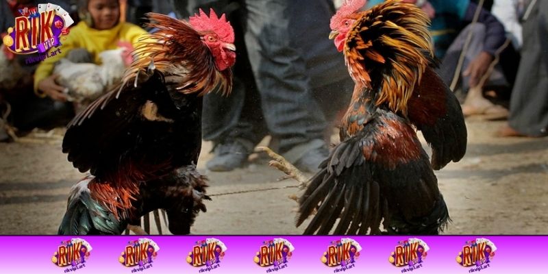 Các loại hình đá gà đáng chú ý