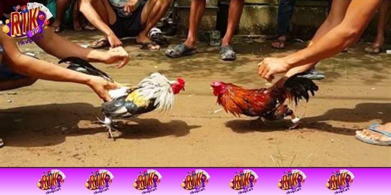 Lợi ích nổi bật khi chơi đá gà tại cổng game